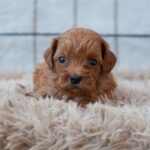 Lali-male-cavapoo-puppy-for-sale- (4)