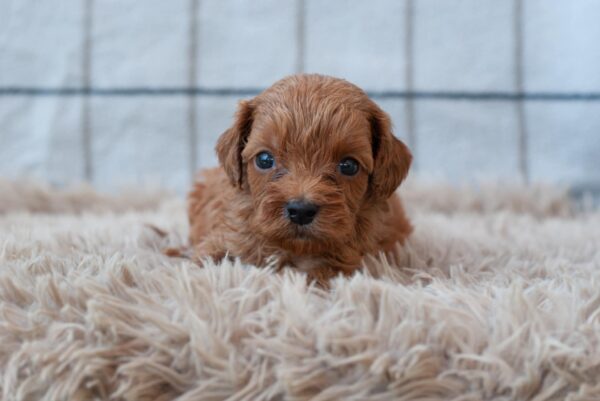 Lali Cavapoo