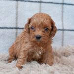 Lali-male-cavapoo-puppy-for-sale- (5)