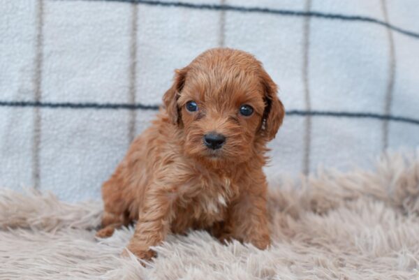 Lali Cavapoo