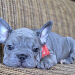 Daniello Big Rope French Bulldog