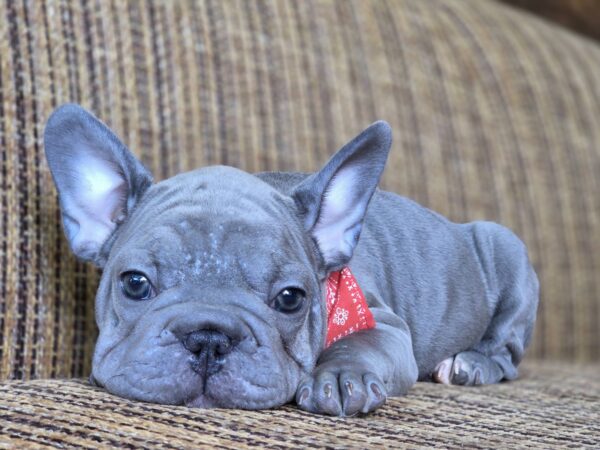 Lally Big Rope French Bulldog