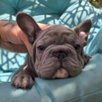 Lally-female-big-rope-french-bulldog-puppy-for-sale-1 (2)