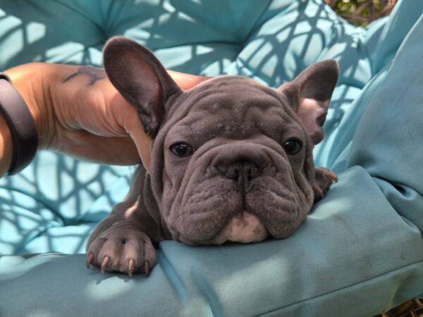 Lally Big Rope French Bulldog