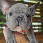 Lally-female-big-rope-french-bulldog-puppy-for-sale-1 (3)