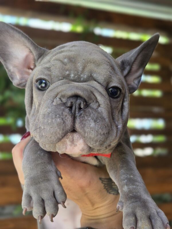 Lally Big Rope French Bulldog