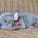 Lally-female-big-rope-french-bulldog-puppy-for-sale-1 (4)