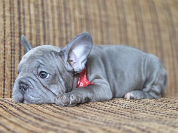 Lally Big Rope French Bulldog