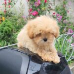 Larix-male-Maltipom-puppy-for-sale-1