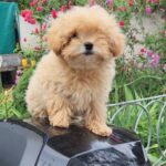 Larix-male-Maltipom-puppy-for-sale-2