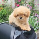 Larix-male-Maltipom-puppy-for-sale-3