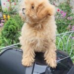 Larix-male-Maltipom-puppy-for-sale-4