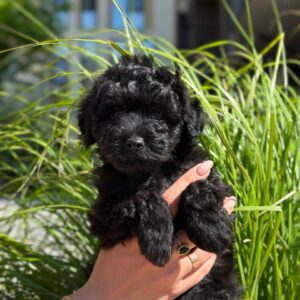 Latida Toy Poodle