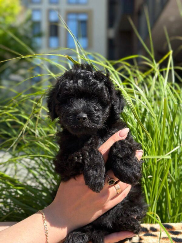 Latida Toy Poodle