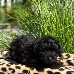 Latida Toy Poodle