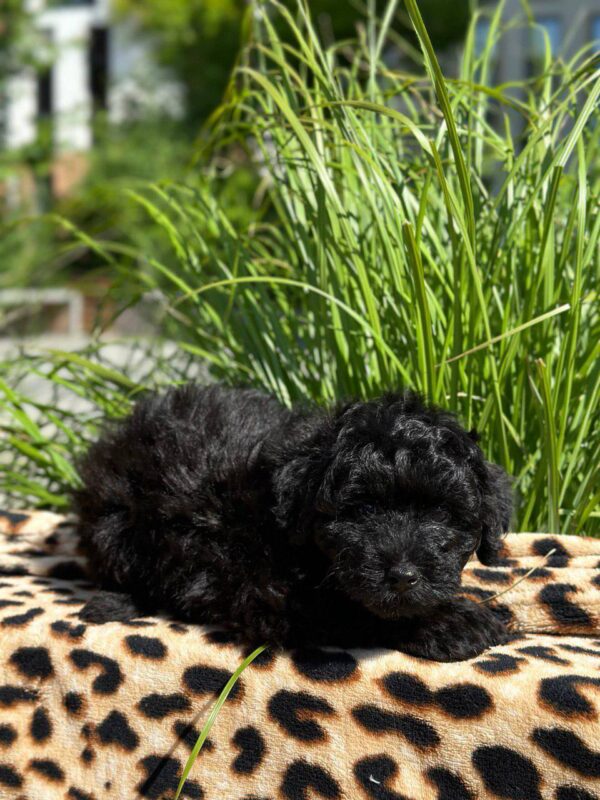 Latida Toy Poodle
