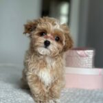 Lawa-female-Maltipoo-puppy-for-sale-1
