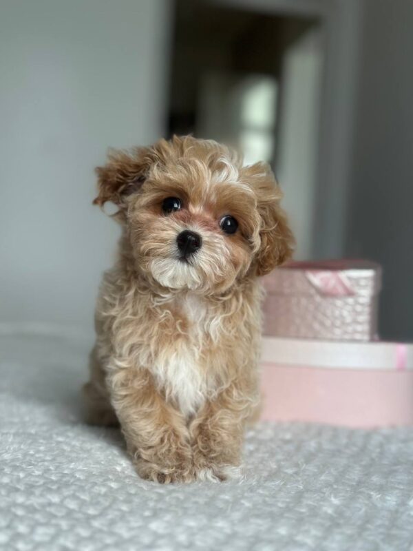 Lawa Maltipoo