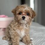 Lawa-female-Maltipoo-puppy-for-sale-2