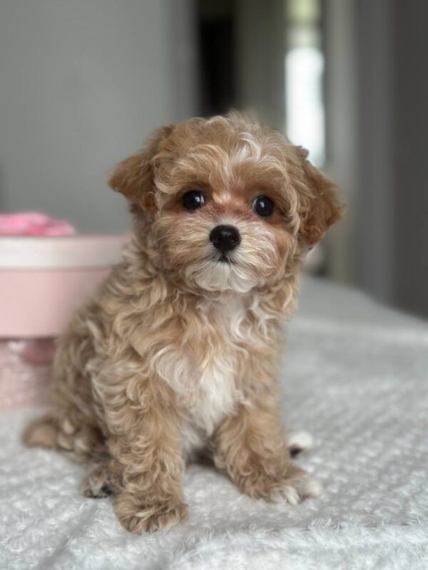 Lawa Maltipoo