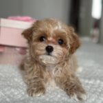 Lawa-female-Maltipoo-puppy-for-sale-3