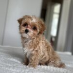 Lawa-female-Maltipoo-puppy-for-sale-4