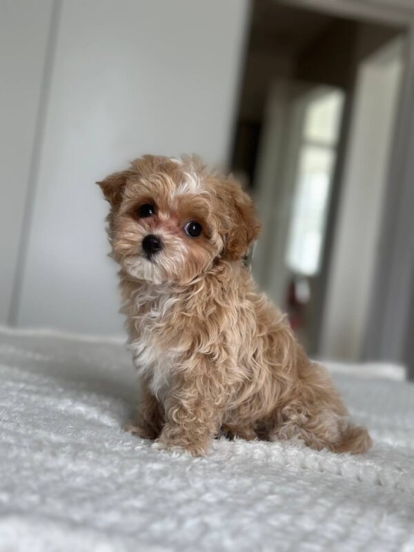 Lawa Maltipoo
