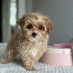 Lawa-female-Maltipoo-puppy-for-sale-5