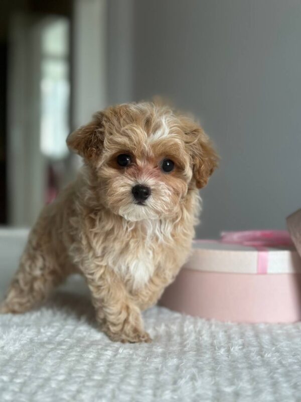 Lawa Maltipoo