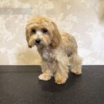 Layra-female-Maltipoo-puppy-for-sale-1