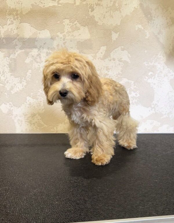 Layra Maltipoo