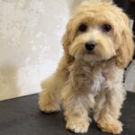 Layra-female-Maltipoo-puppy-for-sale-2