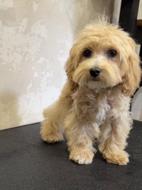Layra Maltipoo