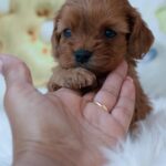 Leila-female-cavapoo-puppy-for-sale- (1)