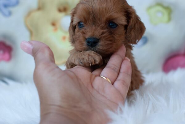 Leila Cavapoo