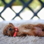 Leila-female-cavapoo-puppy-for-sale- (1)