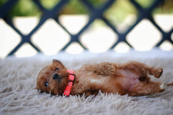 Leila Cavapoo