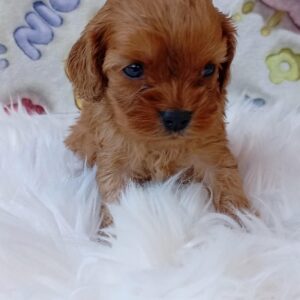 Leila Cavapoo
