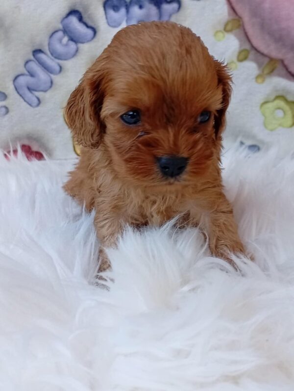 Leila Cavapoo