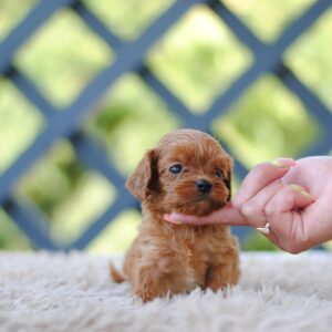 Leila Cavapoo