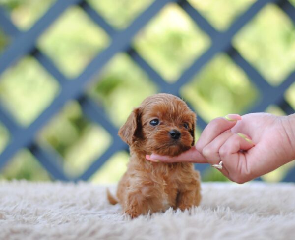 Leila Cavapoo