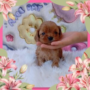 Leila Cavapoo