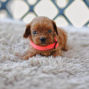 Leila Cavapoo