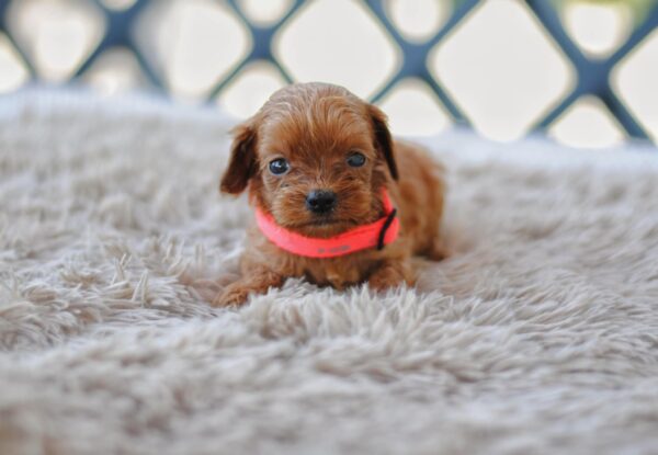 Leila Cavapoo