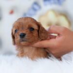 Leila-female-cavapoo-puppy-for-sale- (3)