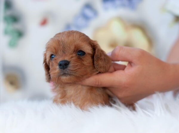 Leila Cavapoo