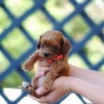 Leila-female-cavapoo-puppy-for-sale- (4)
