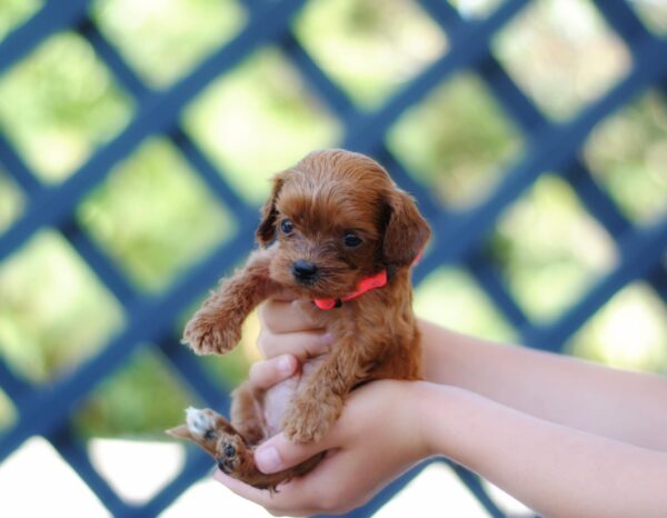Leila Cavapoo