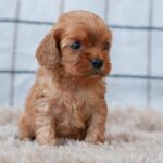 Leila-female-cavapoo-puppy-for-sale- (4)