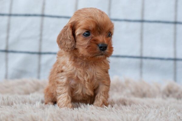 Leila Cavapoo